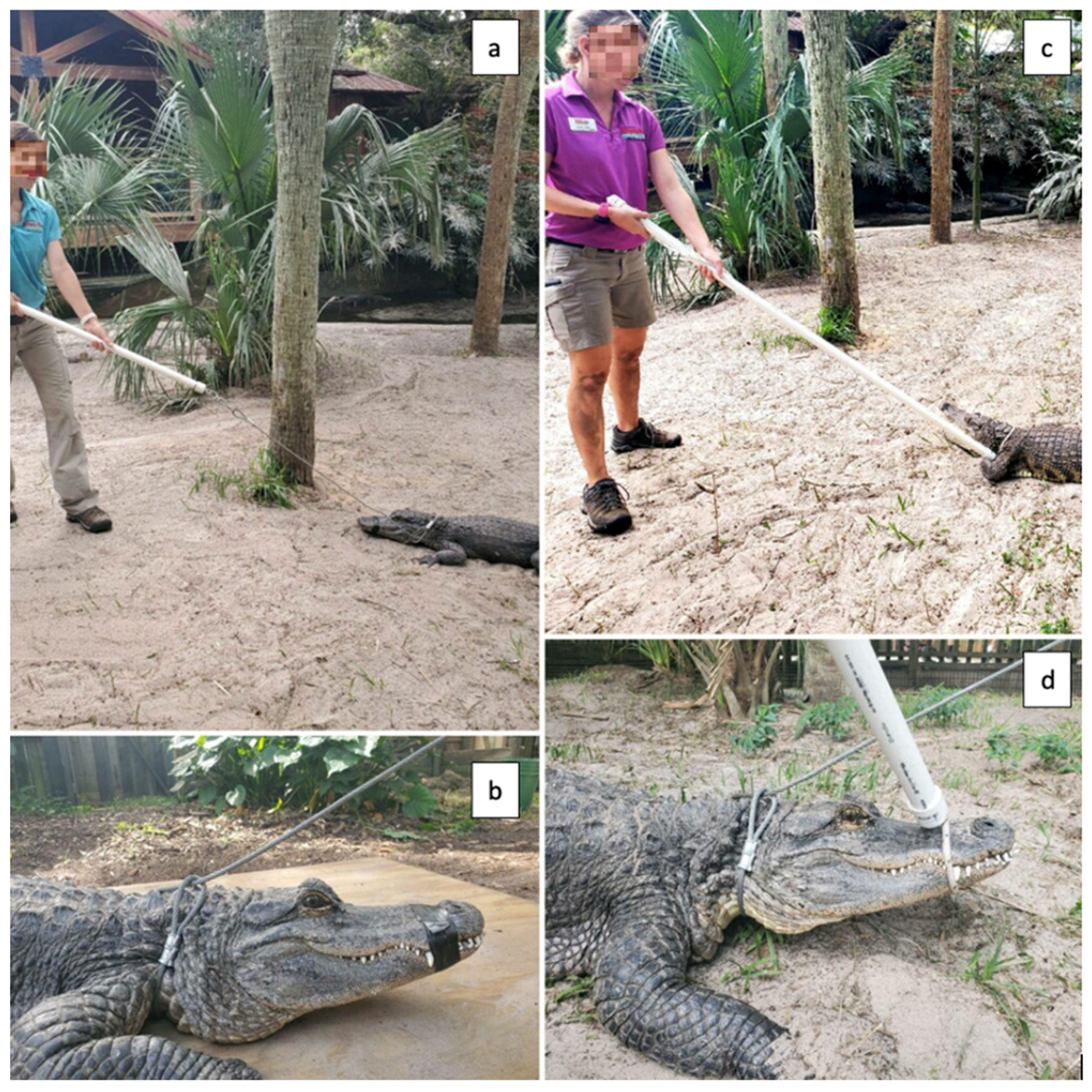 captive crocodile